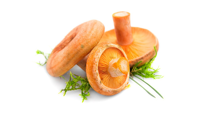 Raw wild Saffron milk cap mushrooms isolated on white background. Lactarius deliciosus, Rovellons, Niscalos mushroom closeup. Organic Fresh ceps close-up. Label design