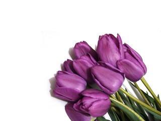 Violet tulips on a white background. Isolated. Place for text.