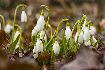 Spring snowdrops in the Czech Republic