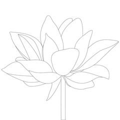 Water lily. Lotus. Floral sketch. Vector stock illustration. Outline on an isolated background. Coloring book. Swamp plant. Mysterious water lily. Nenuphar. Idea for book, greeting card,  web design.