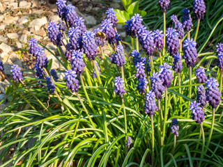 Bee on the nice purple blue flowers with green leaves