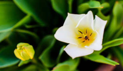 Fototapeta na wymiar Flor blanca con el interior amarillo con hojas verdes