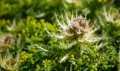 Closeup of a blossomed Alpine thistle against the background of green leaves on a sunny day