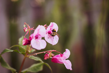 A bee sitting on an impatient Himalayan, closeup