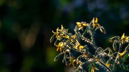 Bright yellow flowers of tomatoes