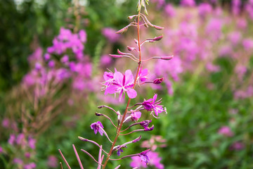 Bee on purple Ivan-tea