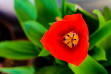 Flor roja en primer plano rodeado de sus hojas verdes