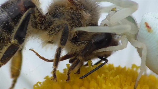Krabbenspinne erbeutet Honigbiene