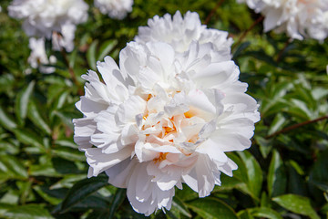 White peonies and buds with leaves. Luxurious fresh flowers in the flowerbed. Bright spring day in the park. Abundant flowering.