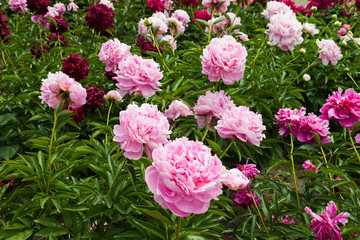 Pink peonies and buds with leaves. Luxurious fresh flowers in the flowerbed. Bright spring day in the park. Abundant flowering.