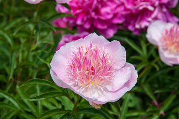 Pink peonies and buds with leaves. Luxurious fresh flowers in the flowerbed. Bright spring day in the park. Abundant flowering.