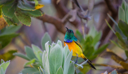 Close up of a beautiful colorful Cape hummingbird sitting on a Protea tree in nature.