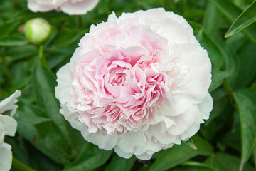 White peonies and buds with leaves. Luxurious fresh flowers in the flowerbed. Bright spring day in the park. Abundant flowering.