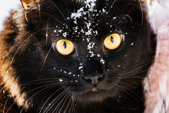 Portrait of a cat in the snow. - Powered by Adobe