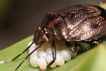 Antiteuchus parenting close up