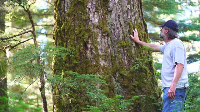 Old Growth Timber such as this Western hemlock tree is a valued resource in the Southeast Alaska rainforest.