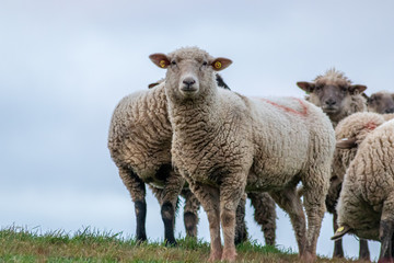 Schafe einer Schafherde grasen auf einer grünen Wiese mit dichtem Winterfell bereit zur Ernte der Schurwolle und gut gewärmt für artgerechte Weidehaltung auf einem Biobauernhof