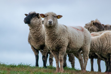Schafe einer Schafherde grasen auf einer grünen Wiese mit dichtem Winterfell bereit zur Ernte der Schurwolle und gut gewärmt für artgerechte Weidehaltung auf einem Biobauernhof
