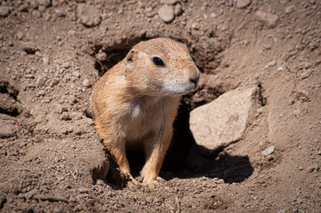 Prairie Dog coming out of den in zoo in Upstate NY