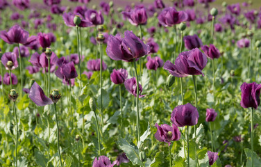 Purple poppy in the bloom on the field in the spring