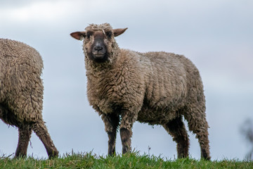 Obraz premium Schafe einer Schafherde grasen auf einer grünen Wiese mit dichtem Winterfell bereit zur Ernte der Schurwolle und gut gewärmt für artgerechte Weidehaltung auf einem Biobauernhof