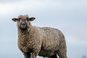 Schafe einer Schafherde grasen auf einer grünen Wiese mit dichtem Winterfell bereit zur Ernte der Schurwolle und gut gewärmt für artgerechte Weidehaltung auf einem Biobauernhof
