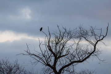 Schwarzer Rabe sitzt einsam in einem kahlen Baum im Winter und wartet auf den Frühling - oder leichte Beute