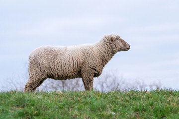 Schafe einer Schafherde grasen auf einer grünen Wiese mit dichtem Winterfell bereit zur Ernte der Schurwolle und gut gewärmt für artgerechte Weidehaltung auf einem Biobauernhof