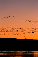 Flock of snow geese birds flying at sunrise blastoff in Bosque del Apache wildlife refuge in New Mexico, USA