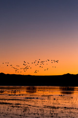 Flock of snow geese birds flying at sunrise blastoff in Bosque del Apache wildlife refuge in New Mexico, USA