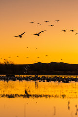 Flock of snow geese birds flying at sunrise blastoff in Bosque del Apache wildlife refuge in New Mexico, USA