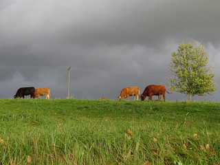 Gewitterstimmung auf der Kuhweide
