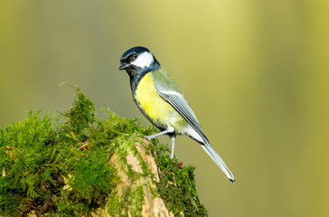 Great tit (Scientific name: Parus Major) Adult Great Tit, perched on a green moss log and facing left.  Clean background.  Horizontal.  Space for copy.