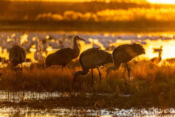 Group of sandhill crane birds standing in a marsh pond at sunrise or sunset in Bosque del Apache wildlife refuge in New Mexico, USA