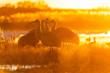 Group of sandhill crane birds standing in a marsh pond at sunrise or sunset in Bosque del Apache wildlife refuge in New Mexico, USA