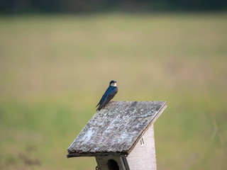 Barn swallow shimmers in the afternoon sun.