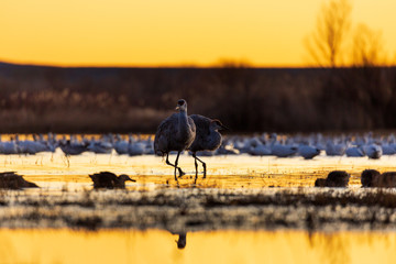 Pair of two sandhill crane birds standing in a marsh pond at sunrise with water reflections in Bosque del Apache wildlife refuge in New Mexico, USA