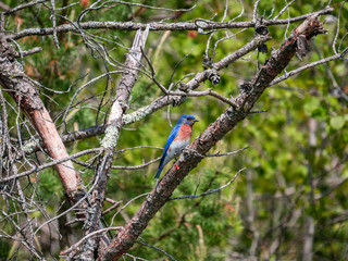 Pretty bluebird strikes a pose on a branch.