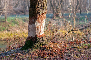 Gnawed Trees, Tree cut by eurasian beaver, Beaver damage.
