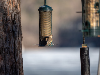 Goldfinch at sunset getting some nuts from feeder.