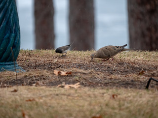 Dove and Junko birds eating together on the ground.