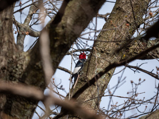 Red headed woodpecker in a tree.