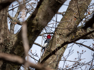 Red-headed woodpecker on a branch.