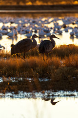 Pair of two sandhill crane birds standing in a marsh pond at sunrise with water reflections in Bosque del Apache wildlife refuge in New Mexico, USA
