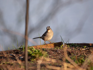 White-crowned sparrow looks for bugs to eat.