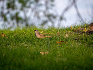 White-crowned sparrow searching for food.