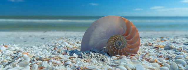 Beautfiful shell on the beach. Coastal dreams. - obrazy, fototapety, plakaty