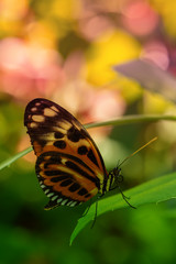 Butterfly on a leaf. Bokeh background with flowers