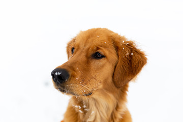 Portrait of young golden retriever puppy dog in white snow