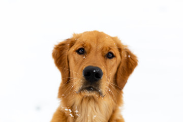 Portrait of young golden retriever puppy dog in white snow looking into camera